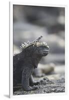 Marine Iguana-DLILLC-Framed Photographic Print