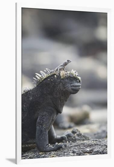 Marine Iguana-DLILLC-Framed Photographic Print