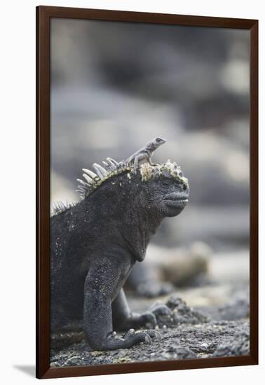 Marine Iguana-DLILLC-Framed Photographic Print