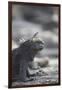 Marine Iguana-DLILLC-Framed Photographic Print