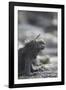 Marine Iguana-DLILLC-Framed Photographic Print