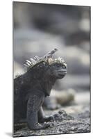 Marine Iguana-DLILLC-Mounted Photographic Print