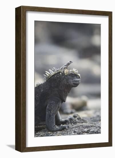 Marine Iguana-DLILLC-Framed Photographic Print