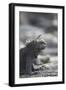 Marine Iguana-DLILLC-Framed Photographic Print