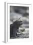 Marine Iguana-DLILLC-Framed Photographic Print