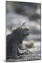 Marine Iguana-DLILLC-Mounted Photographic Print