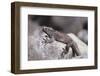 Marine Iguana-DLILLC-Framed Photographic Print