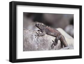 Marine Iguana-DLILLC-Framed Photographic Print