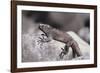 Marine Iguana-DLILLC-Framed Photographic Print