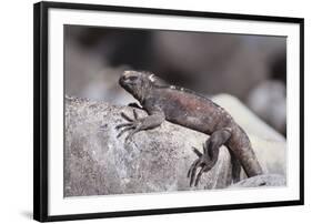 Marine Iguana-DLILLC-Framed Photographic Print