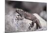 Marine Iguana-DLILLC-Mounted Photographic Print