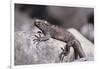 Marine Iguana-DLILLC-Framed Photographic Print