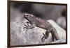 Marine Iguana-DLILLC-Framed Photographic Print