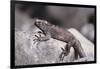 Marine Iguana-DLILLC-Framed Photographic Print
