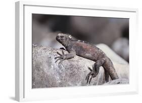 Marine Iguana-DLILLC-Framed Photographic Print