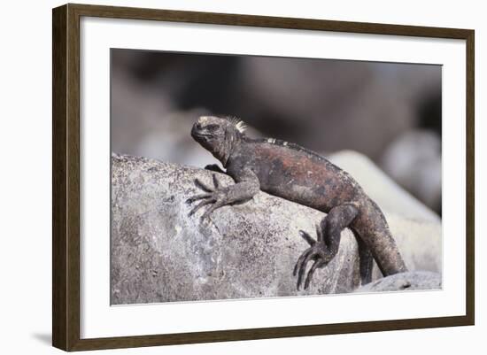 Marine Iguana-DLILLC-Framed Photographic Print