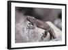 Marine Iguana-DLILLC-Framed Photographic Print