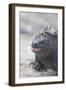 Marine Iguana-DLILLC-Framed Photographic Print