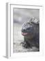 Marine Iguana-DLILLC-Framed Photographic Print