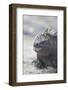 Marine Iguana-DLILLC-Framed Photographic Print