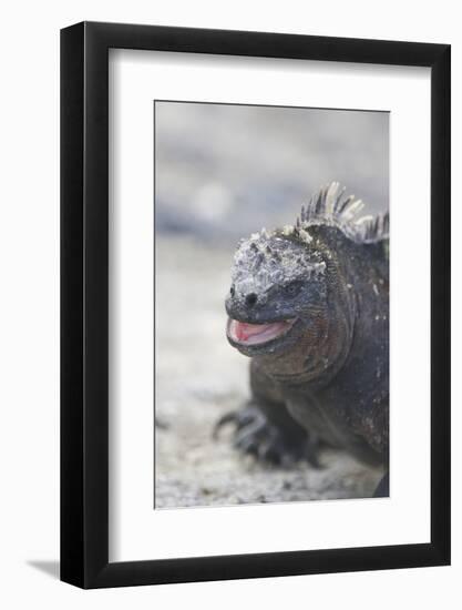 Marine Iguana-DLILLC-Framed Photographic Print