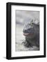 Marine Iguana-DLILLC-Framed Photographic Print