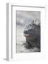 Marine Iguana-DLILLC-Framed Photographic Print