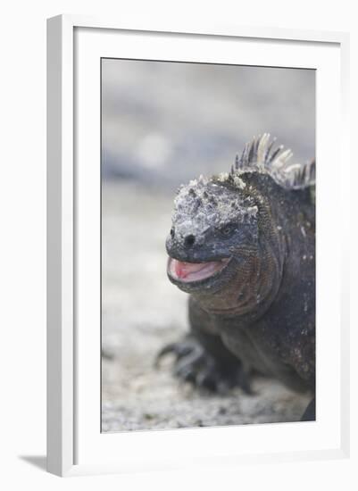 Marine Iguana-DLILLC-Framed Photographic Print