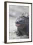 Marine Iguana-DLILLC-Framed Photographic Print