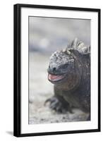 Marine Iguana-DLILLC-Framed Photographic Print