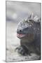 Marine Iguana-DLILLC-Mounted Photographic Print