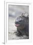 Marine Iguana-DLILLC-Framed Photographic Print