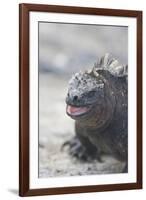 Marine Iguana-DLILLC-Framed Photographic Print