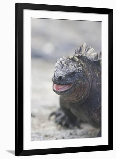 Marine Iguana-DLILLC-Framed Photographic Print