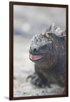 Marine Iguana-DLILLC-Framed Photographic Print