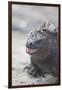 Marine Iguana-DLILLC-Framed Photographic Print