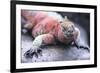 Marine Iguana-DLILLC-Framed Photographic Print