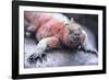 Marine Iguana-DLILLC-Framed Photographic Print