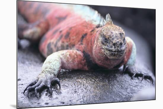 Marine Iguana-DLILLC-Mounted Photographic Print