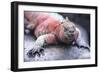 Marine Iguana-DLILLC-Framed Photographic Print