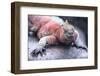 Marine Iguana-DLILLC-Framed Photographic Print