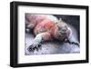 Marine Iguana-DLILLC-Framed Photographic Print