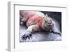 Marine Iguana-DLILLC-Framed Photographic Print