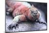 Marine Iguana-DLILLC-Mounted Photographic Print