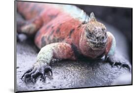 Marine Iguana-DLILLC-Mounted Photographic Print