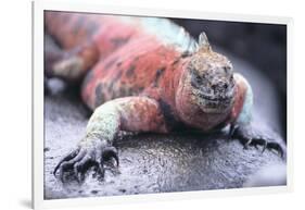 Marine Iguana-DLILLC-Framed Photographic Print