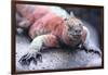 Marine Iguana-DLILLC-Framed Photographic Print