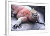 Marine Iguana-DLILLC-Framed Photographic Print