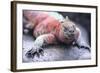 Marine Iguana-DLILLC-Framed Photographic Print