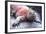 Marine Iguana-DLILLC-Framed Photographic Print